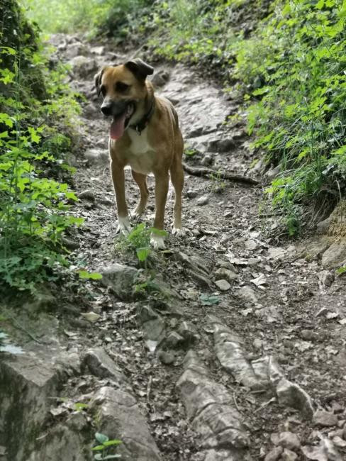 staza kriznog puta_pregrada