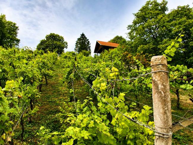 Kuća za odmor Med trsjem, Martinišće, Zabok